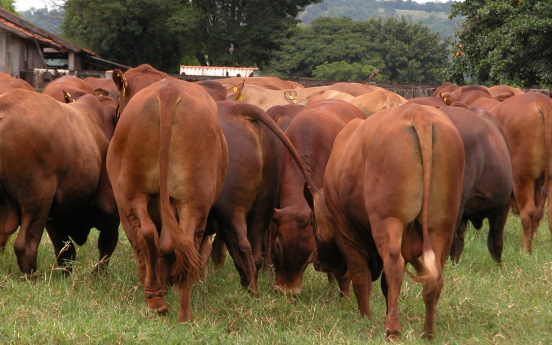 Associação Internacional de Criadores de Montana auxilia produtores com seleção criteriosa do rebanho