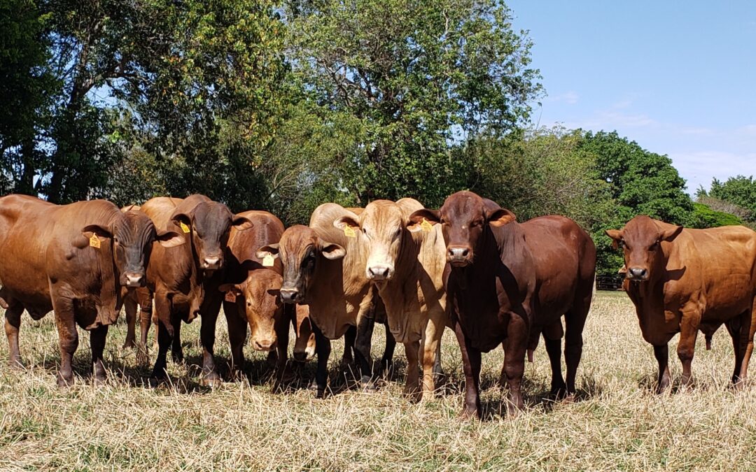 Leilões do Montana acontecem de 28 de junho a 6 de outubro