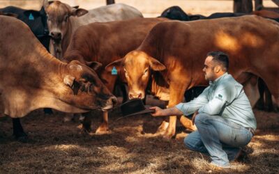JP Agronegócios foca seleção do gado Montana na alta produtividade