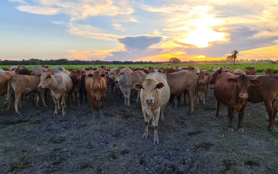 Fazenda do Tocantins avança no melhoramento genético de bovinos da raça Montana