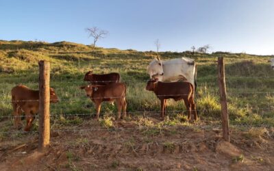 Montana Campo Belo produz touros melhoradores com rigorosa avaliação genética em Minas Gerais