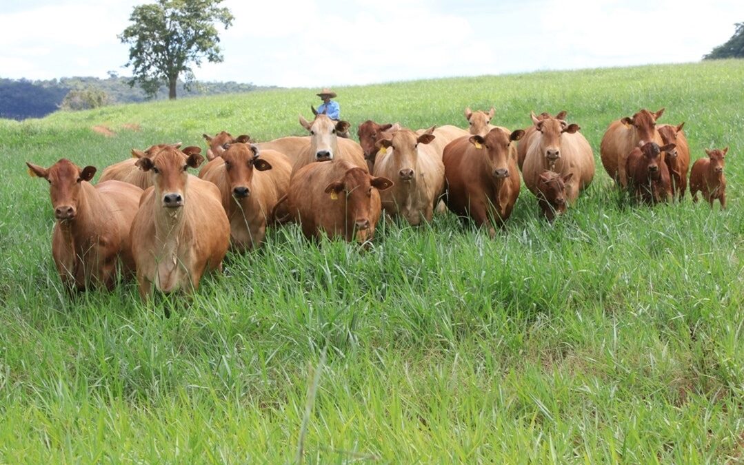 E esse tal de Montana?